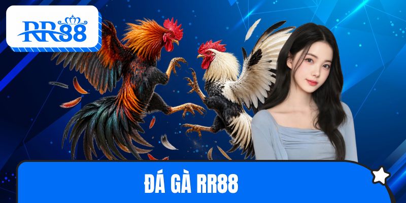 Đá Gà RR88 - Sảnh Cược Chọi Kê Thu Hút Triệu Người Chơi